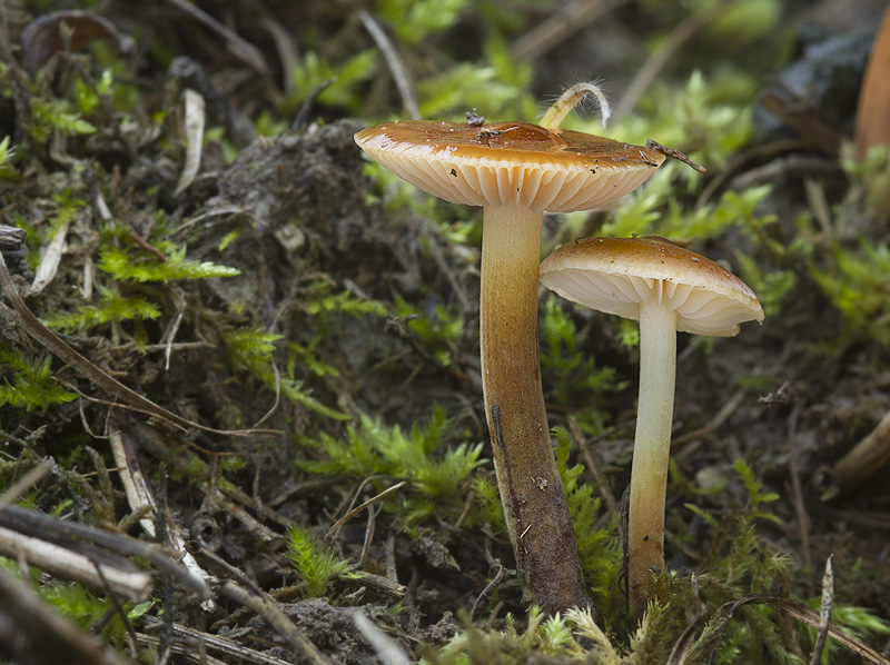 Flammulina ononidis